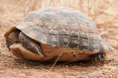 Turtle on the ground Stock Photos