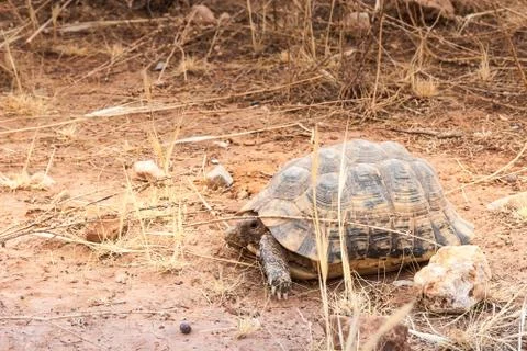 Turtle on the ground Foto stock