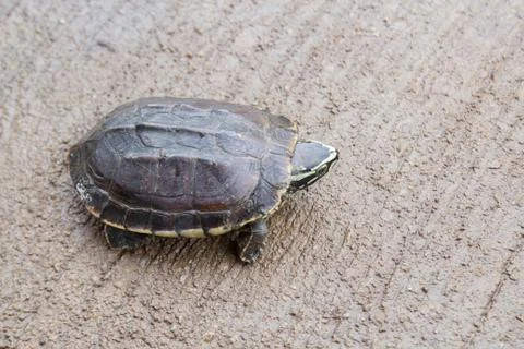 Turtle on the ground Stock Photos