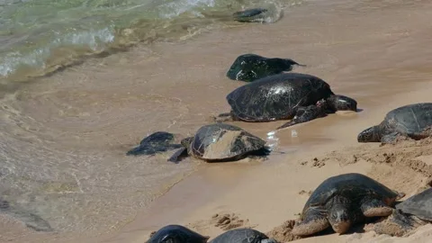 TURTLE H3 Stock Footage 247608287