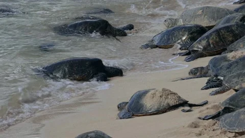 TURTLE H4 Stock Footage 247608481