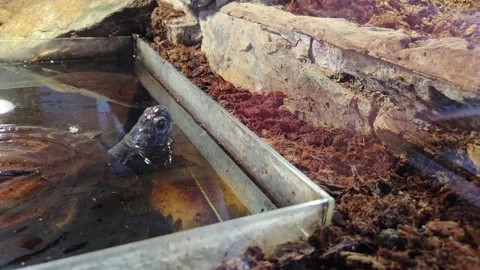 Turtle Habitat with Natural Elements in Captivity for Aquatic Life Study and Stock Footage 319317176