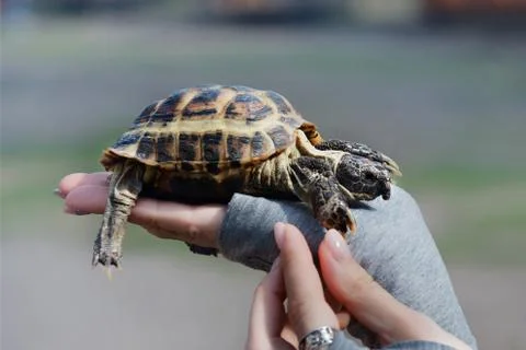 Turtle on hand close up. The concept of human friendship with the animal worl Foto stock