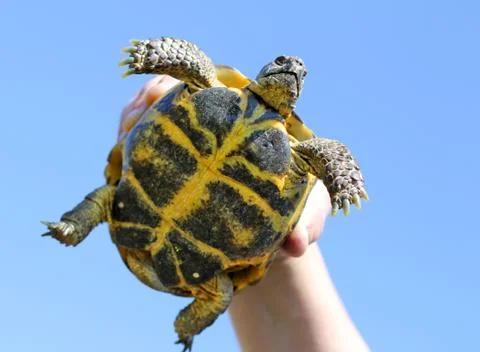 Turtle in hand Stock Photos