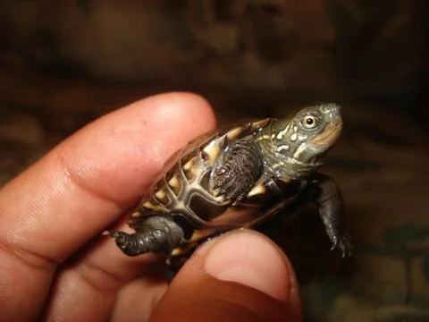 Turtle in hand Foto stock