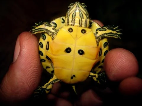 Turtle in hand Stock-Fotos