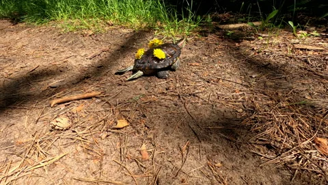 The turtle has beautiful yellow flowers on its shell. Video stock 154591609