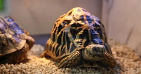 The turtle has a very nice shell and is shiny 스톡 동영상 297659998