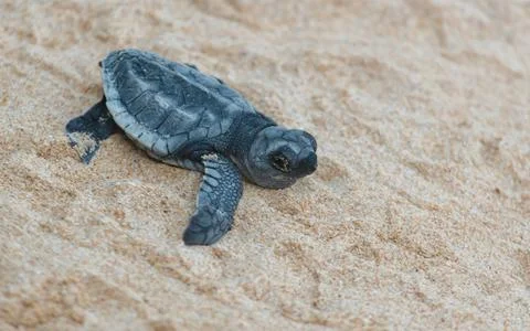 A turtle hatched from an egg crawls along the sand towards the ocean Stock Photos