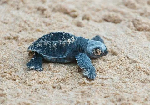A turtle hatched from an egg crawls along the sand towards the ocean Stock Photos