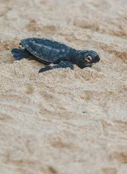 A turtle hatched from an egg crawls along the sand towards the ocean Stock Photos