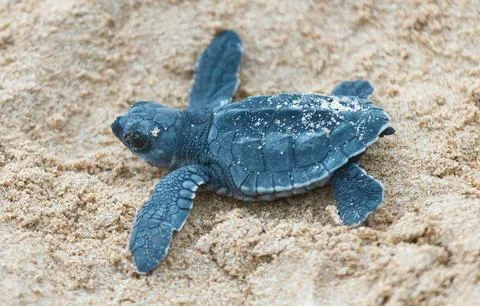 A turtle hatched from an egg crawls along the sand towards the ocean Stock Photos