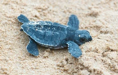 A turtle hatched from an egg crawls along the sand towards the ocean Stock Photos