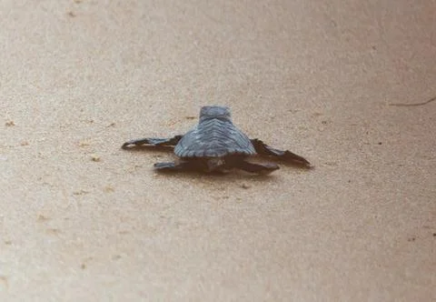 A turtle hatched from an egg crawls along the sand towards the ocean Stock Photos
