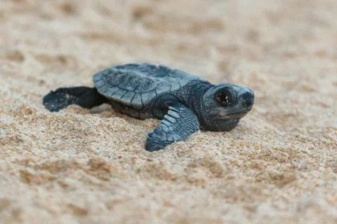 A turtle hatched from an egg crawls along the sand towards the ocean Stock Photos