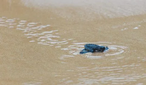 A turtle hatched from an egg crawls along the sand towards the ocean Stock Photos