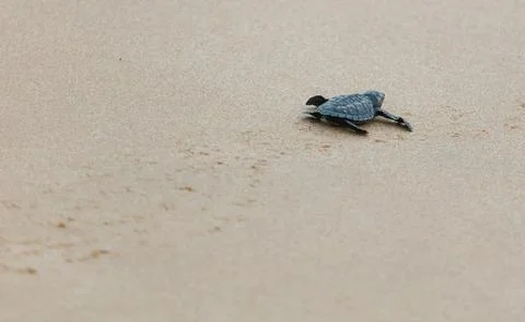 A turtle hatched from an egg crawls along the sand towards the ocean Stock Photos
