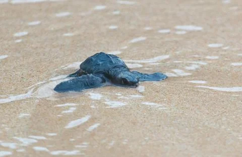 A turtle hatched from an egg crawls along the sand towards the ocean Stock Photos