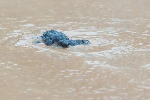 A turtle hatched from an egg crawls along the sand towards the ocean Stock Photos