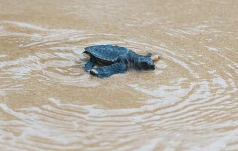 A turtle hatched from an egg crawls along the sand towards the ocean Stock Photos