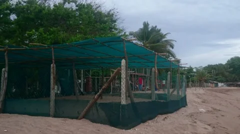 Turtle Hatchery Vidéo 65243806