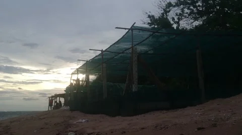Turtle Hatchery in Los Cobanos 動画素材 65243813
