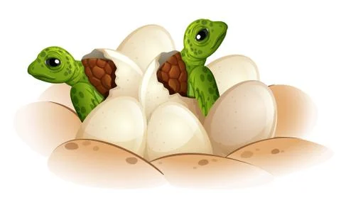 Turtle hatching the egg 스톡 일러스트