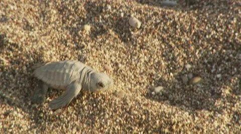 Turtle hatchling baby crawling sand hills towards sea mediterranean Stock Footage 46825971