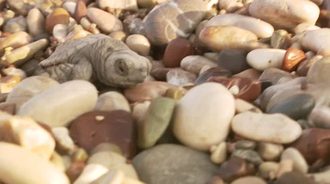 Turtle hatchling baby crawling through stone pebble mediterranean sea 库存影片 46821787