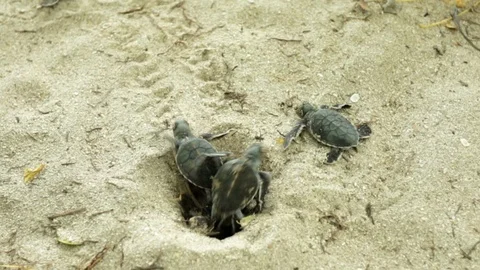 Turtle hatchlings emerging from their wild nest Stock Footage 107129337