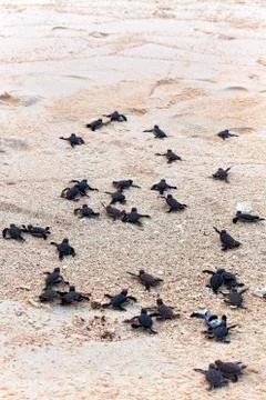 Turtle Hatchlings Stock Photos