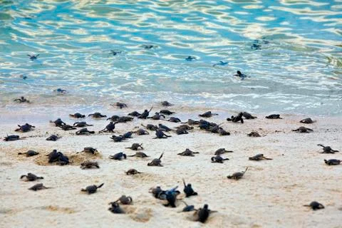 Turtle Hatchlings Stock Photos