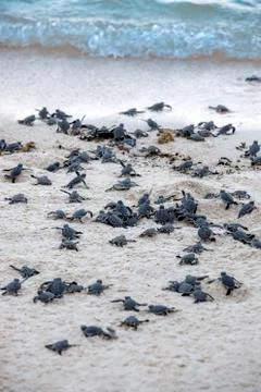 Turtle Hatchlings Stock Photos