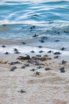 Turtle Hatchlings Stock Photos