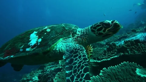 Turtle (Hawksbill Sea Turtle) Stock Footage 74924979