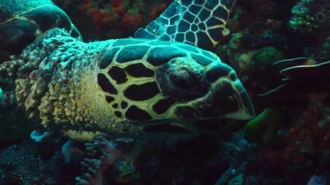 Turtle (Hawksbill Sea Turtle) Stock Footage 74925157