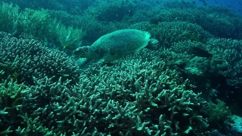 Turtle (Hawksbill Sea Turtle) Stock Footage 74927523