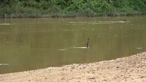 Turtle hazard, Malaysia Stock Footage 129124993