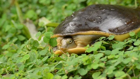 Turtle HD Footage in Greenery Video stock 94938583