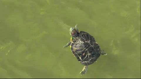 Turtle Head Above Water Glides On Water Stock Footage 39624318