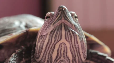 Turtle head. Close up. Stock Footage 42198446