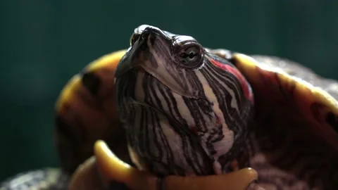 Turtle head. Close-up. He breathes, turns his eye. turtle turns his head. Lilac Stock Footage 153412186