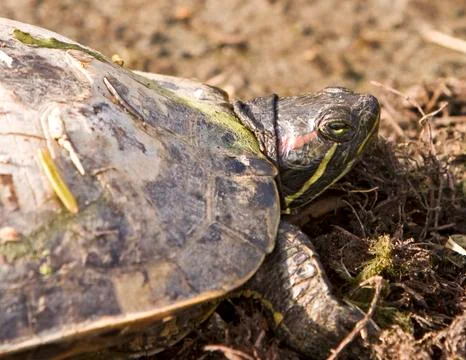 Turtle head close-up Stock Photos