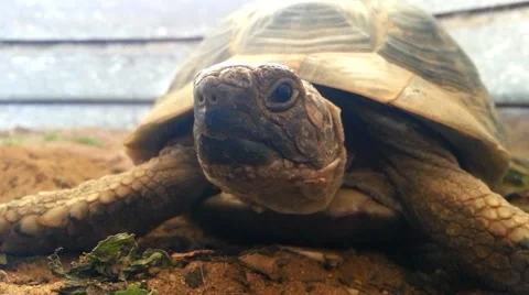 Turtle Head Closeup Stock Footage 49923140