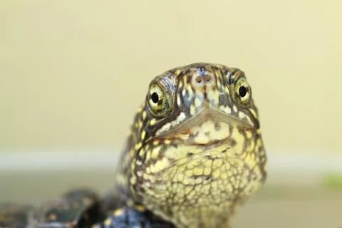 Turtle head closeup 库存照片