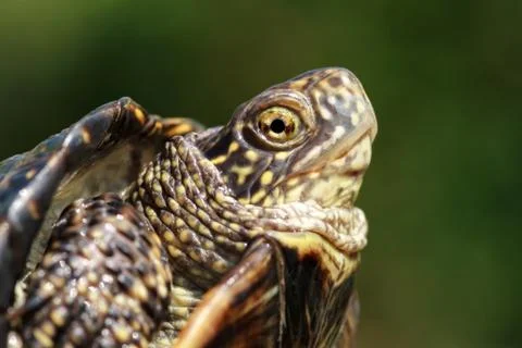 Turtle head closeup 写真素材