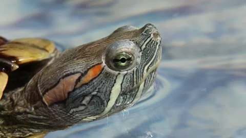 Turtle head emerging from water with rippling surface reflections in blue water Stock Footage 313753290