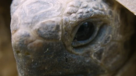 Turtle head Stock Footage 114840050