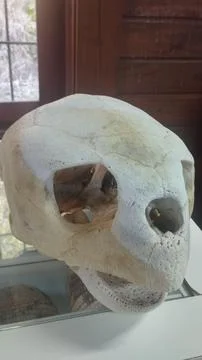 Turtle head fossil Foto stock