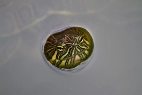 Turtle head Stock Photos